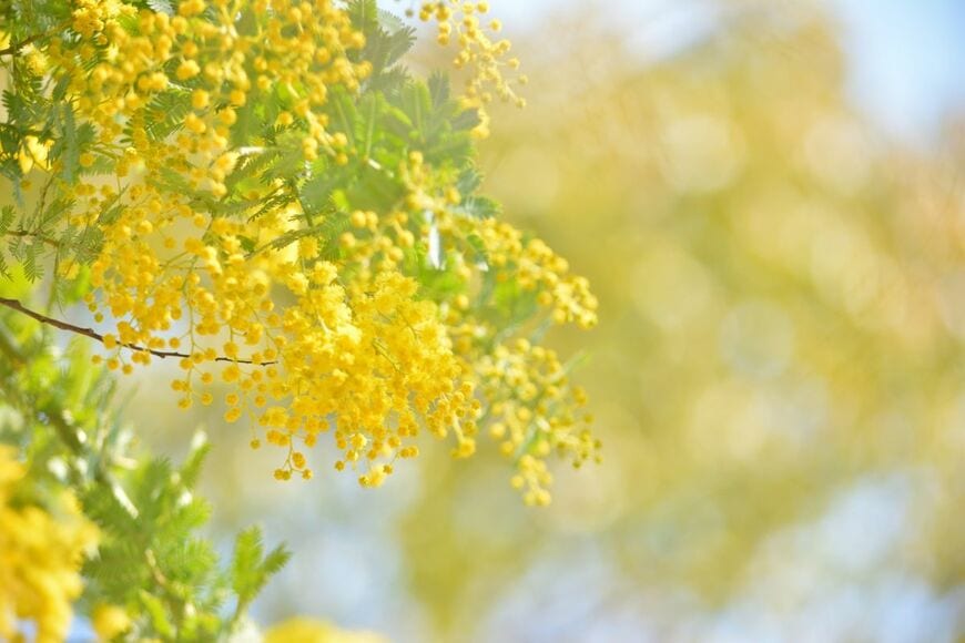 狭い庭で《憧れのミモザ》を育てたい！ミモザの定番4種＆鉢植えで叶える「大きくしない育て方」