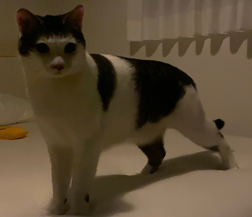 出所：@Saeroyi_cat