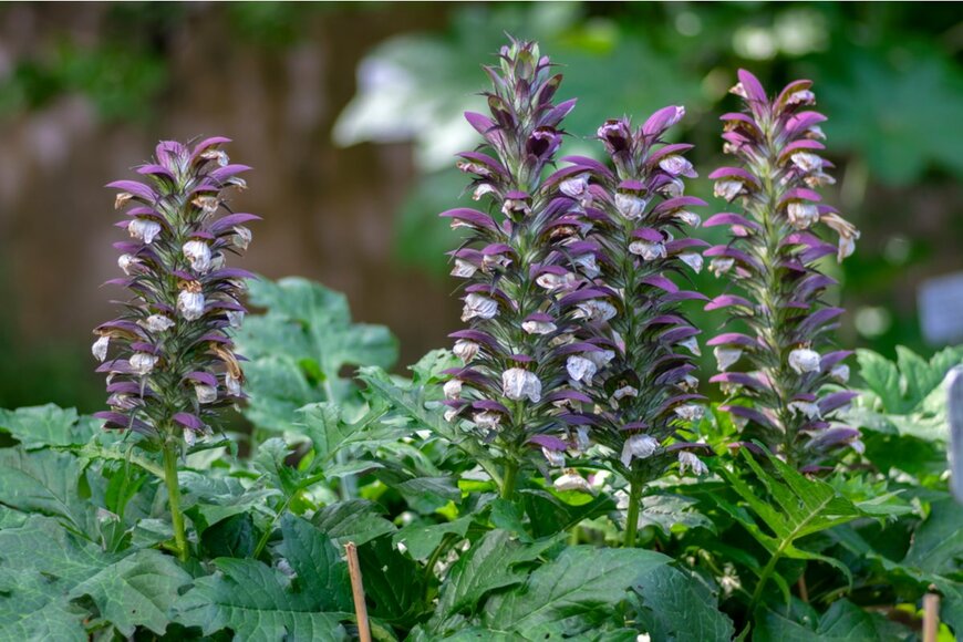 Iva Vagnerova/shutterstock.com