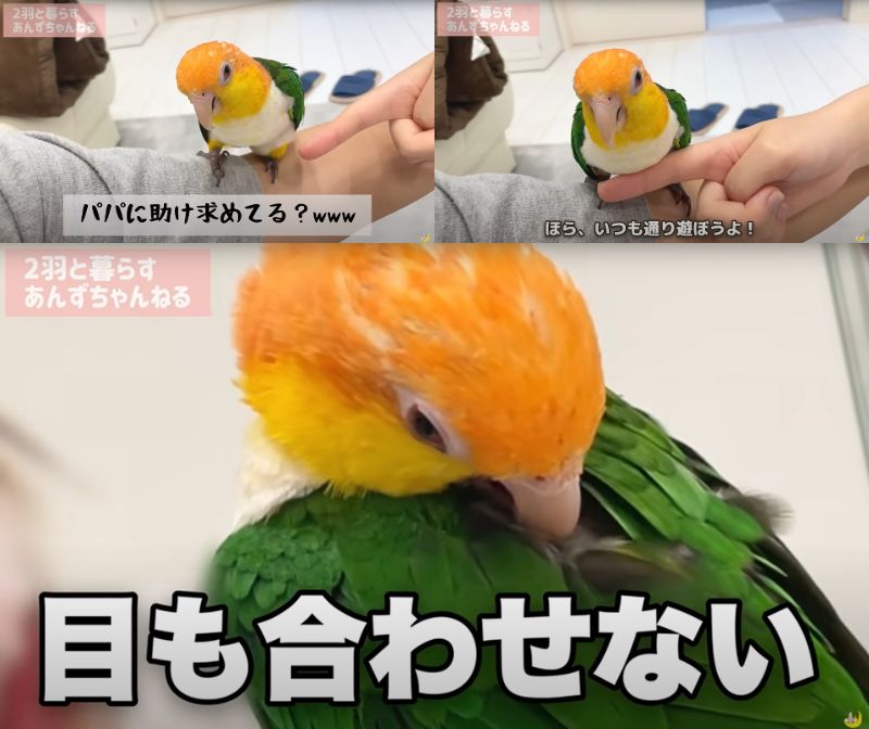 出所：@anz_omomiri