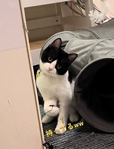 出所：@user5252430348026