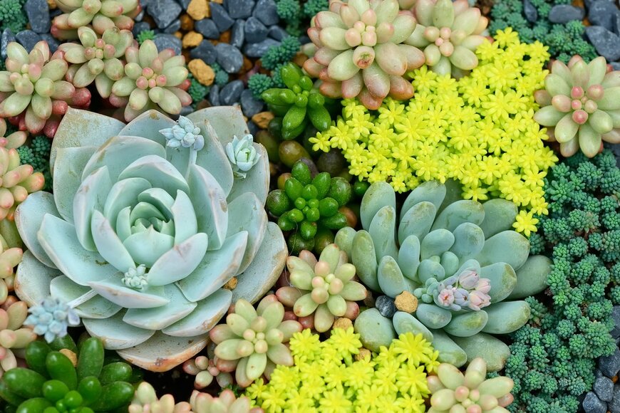 asharkyu/Shutterstock.com