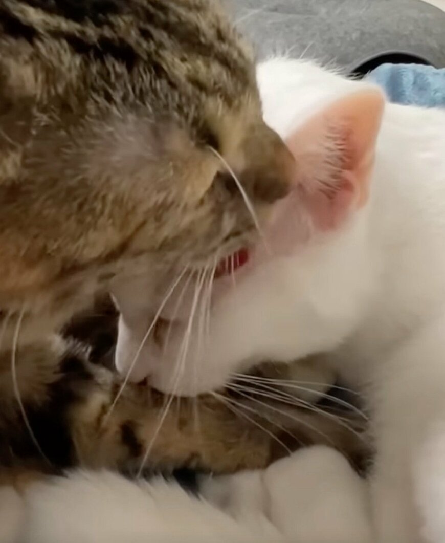 出所：@nekokamasu