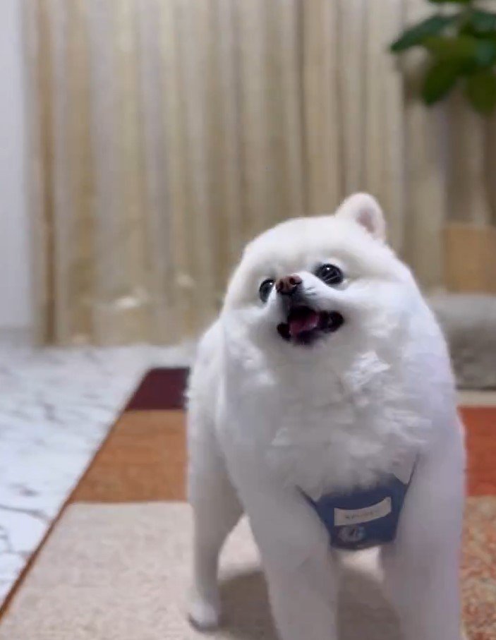 出所：@boku_ponchan