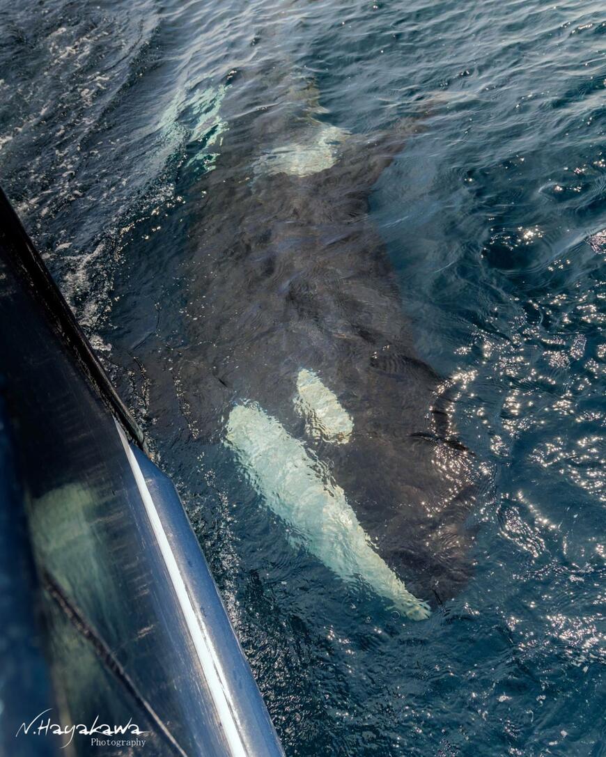 出所：@hayakawa0622