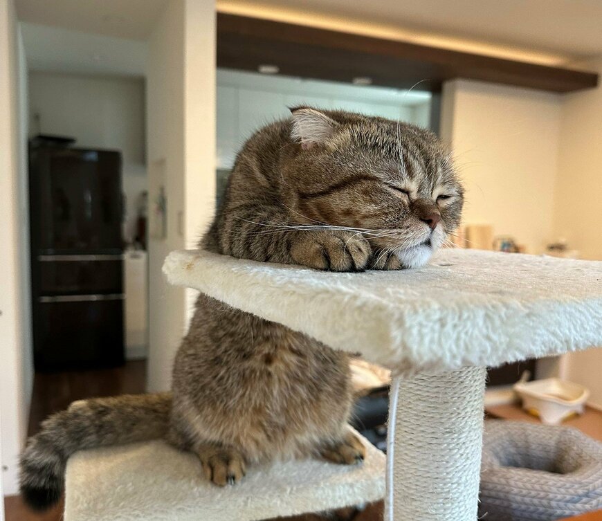 出所：@ponpokopontanu