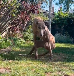下半身麻痺になった「元レース犬」　懸命なリハビリによって見事に回復していく様子に感動