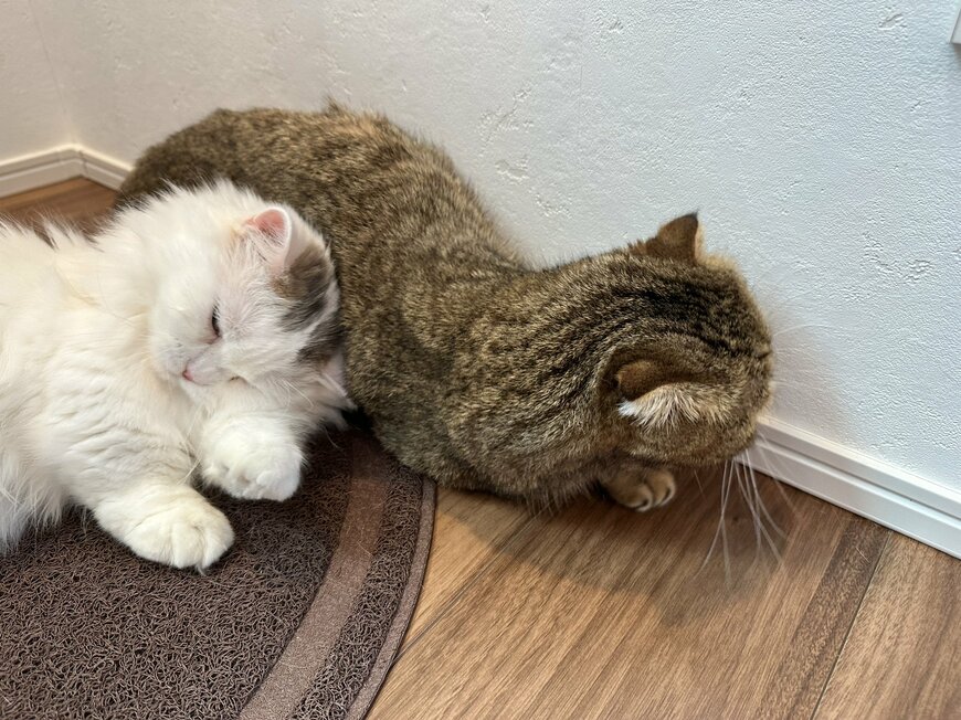 出所：@ponpokopontanu