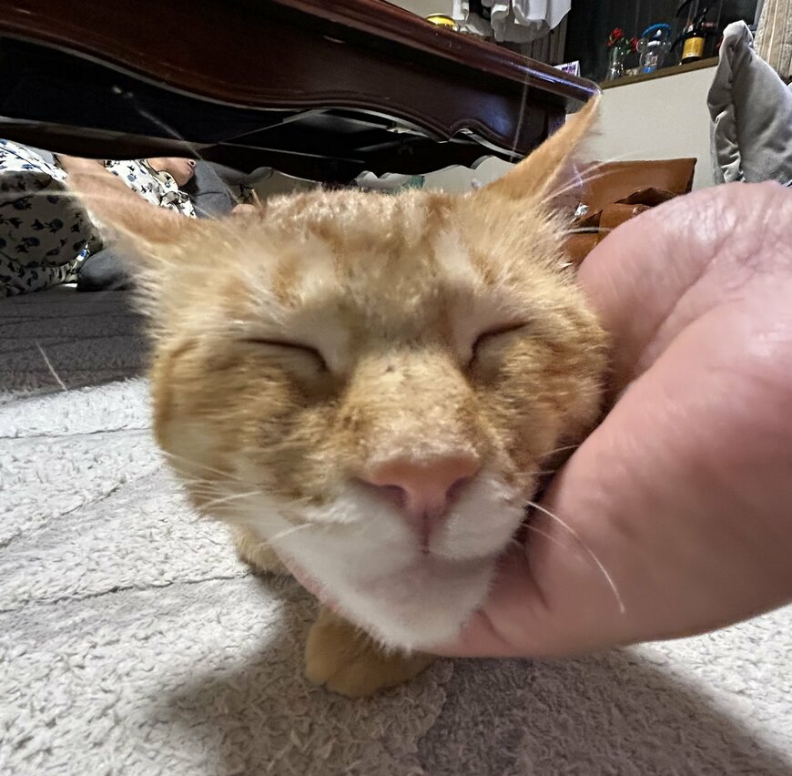 出所：@Beercat_Ana_Dar