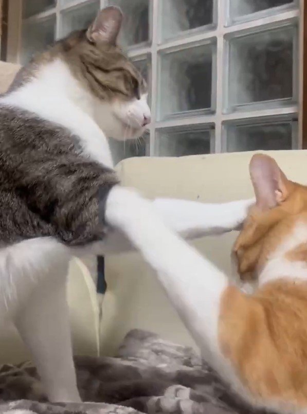 出所：@Neko2Obasan