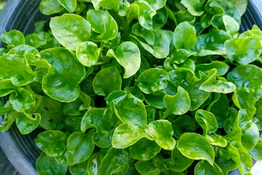 Warunee boonphan/istockphoto.com