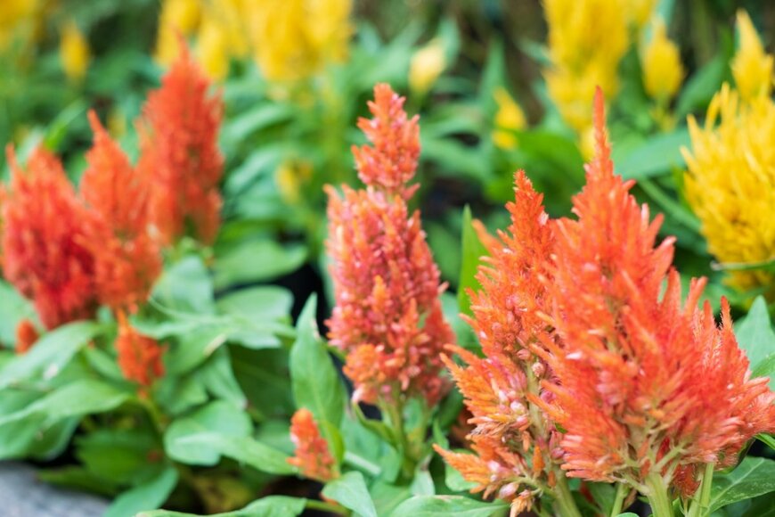 Premsinee1987/shutterstock.com