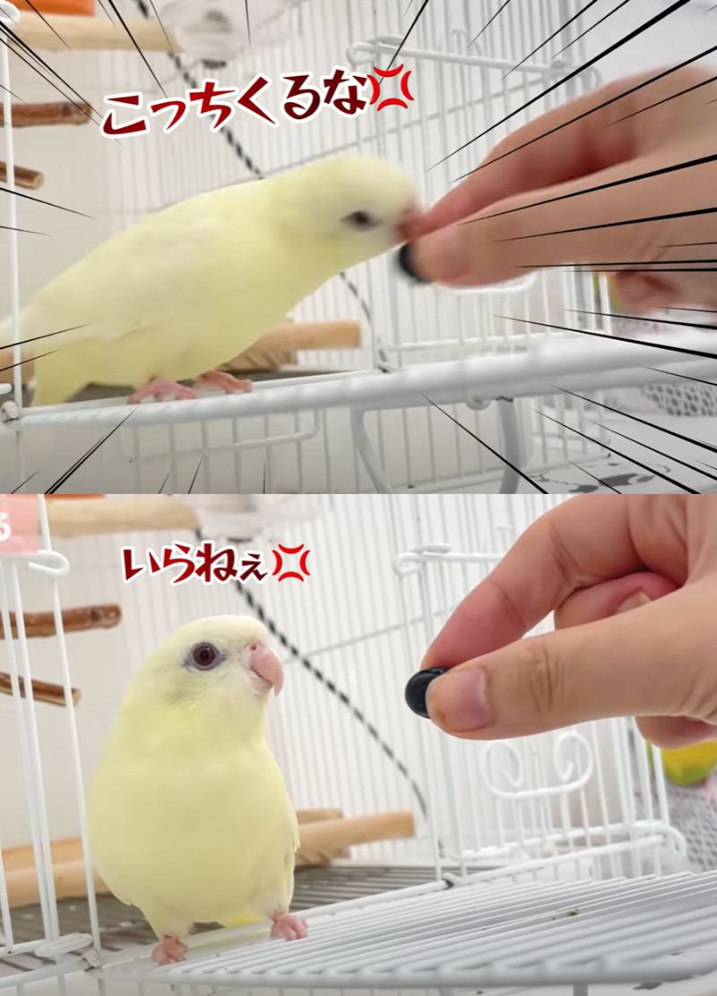 出所：@anz_omomiri