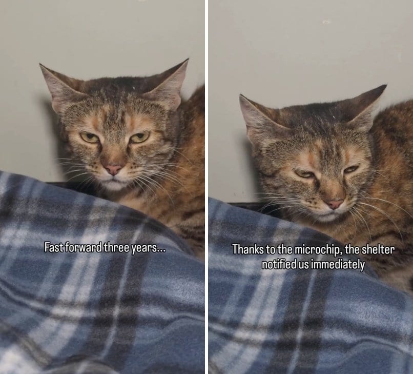 出所：@catsofsanbernardino