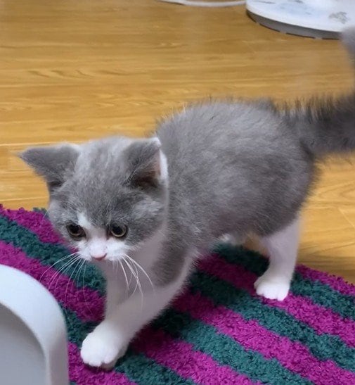 出所：@omochiomoching