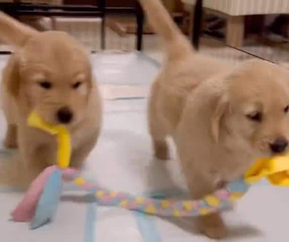 出所：@pu_channeldesu