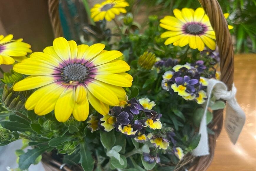 植えっぱなしで毎年咲く「多年草」4選！初心者でも失敗しにくい、冬から春の庭を彩るおしゃれな定番花