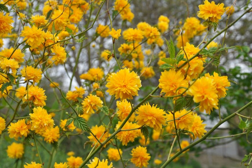 Orest lyzhechka/shutterstock.com