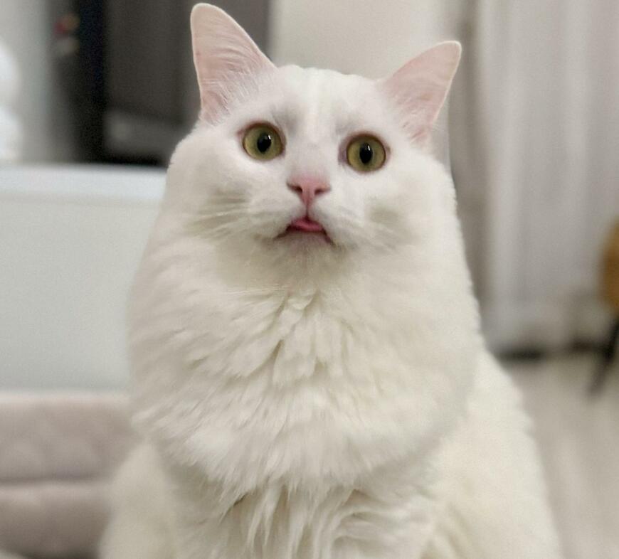 出所：@meltube_cat