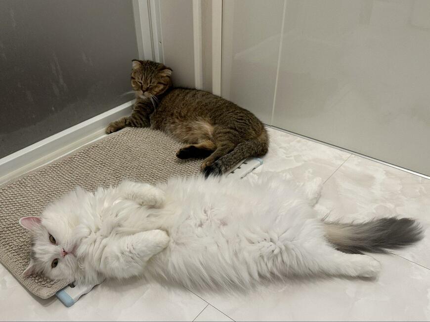 出所：@ponpokopontanu