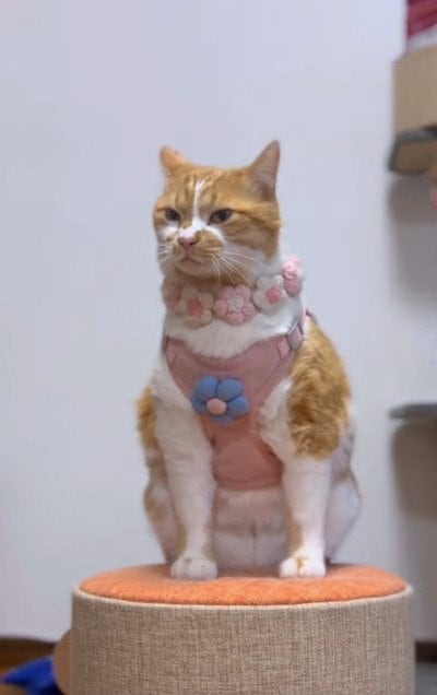 出所：＠monburan_sanpo