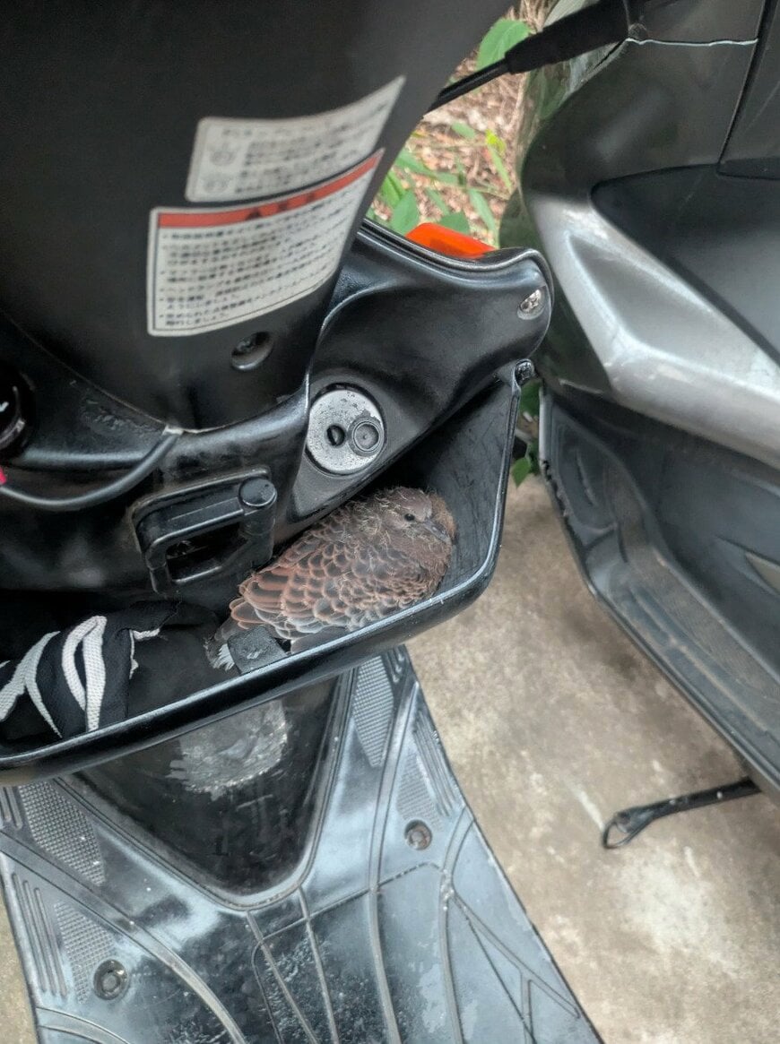 隙間をよく見てみると&hellip;鳥が！？