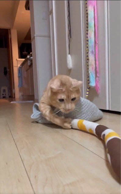 出所：＠Teagle_Noir