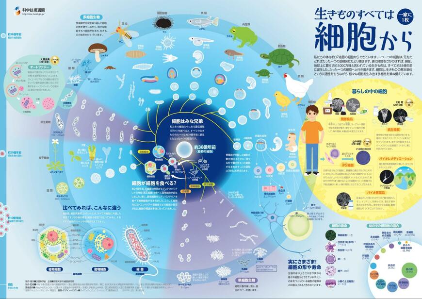 【科学技術週間】今年で22枚目「一家に1枚ポスター」2017年度発表の第13弾「生きものすべては細胞から」ポスターがDL無料！細胞の重要性など見どころを紹介