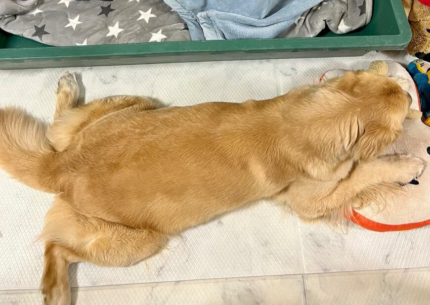 出所：@pu_channeldesu