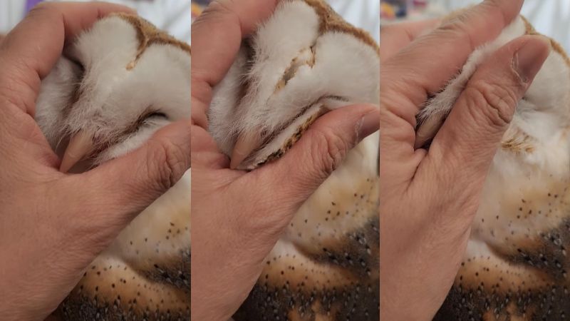 出所：@miki4wan108