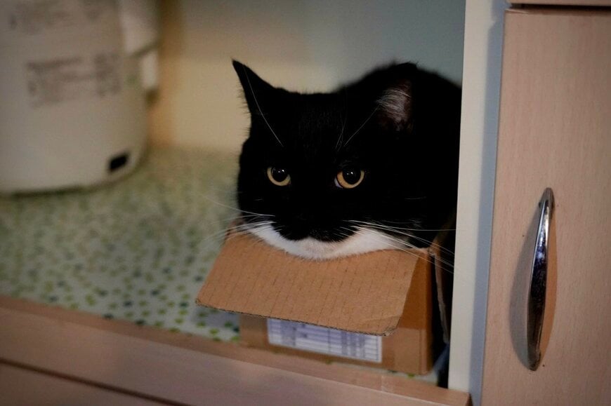 「絶対に何か企んでる…」同居猫の背後でニヤリ？可愛すぎる【悪い顔】を見せた猫ちゃんに爆笑