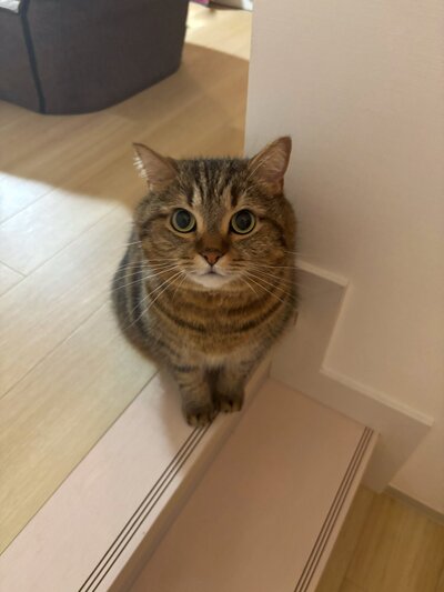 出所：@donguri_manch