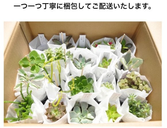 出所：ふるさとチョイス おまかせ多肉植物詰め合わせ（20種）