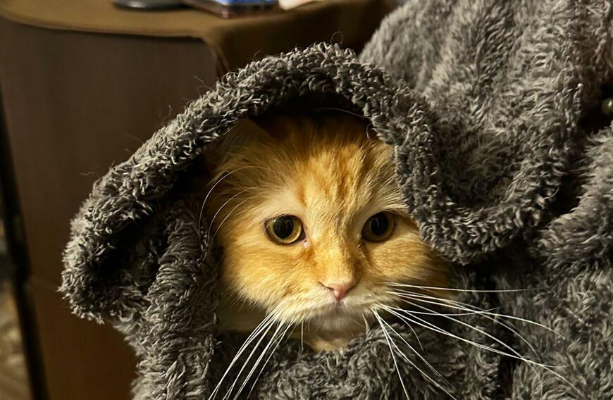 出所：@NEKOLAND13