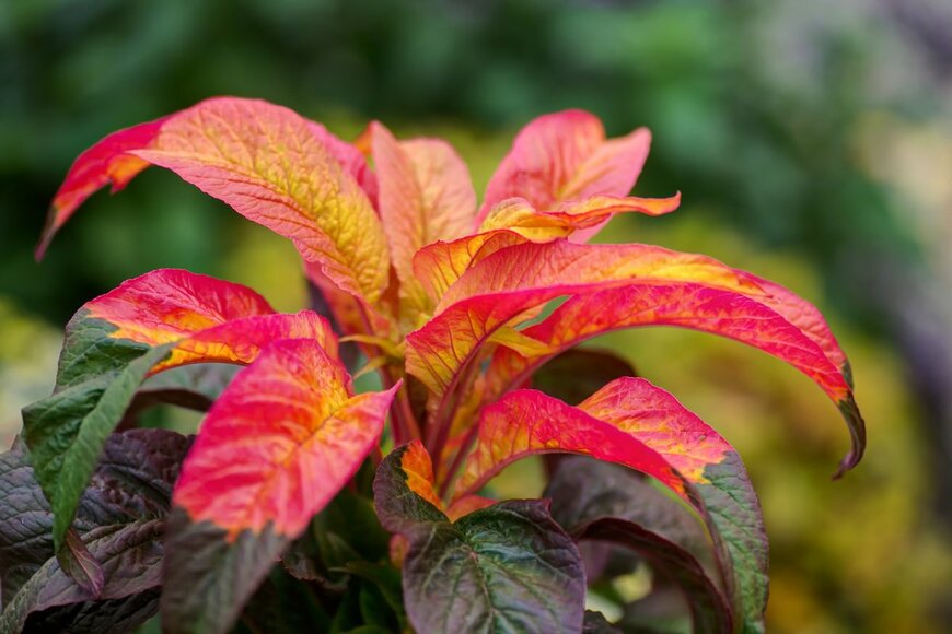 【ガーデニング】葉色がオシャレ！美しいカラーリーフおすすめ8選、夏の庭にカラフルな彩りを
