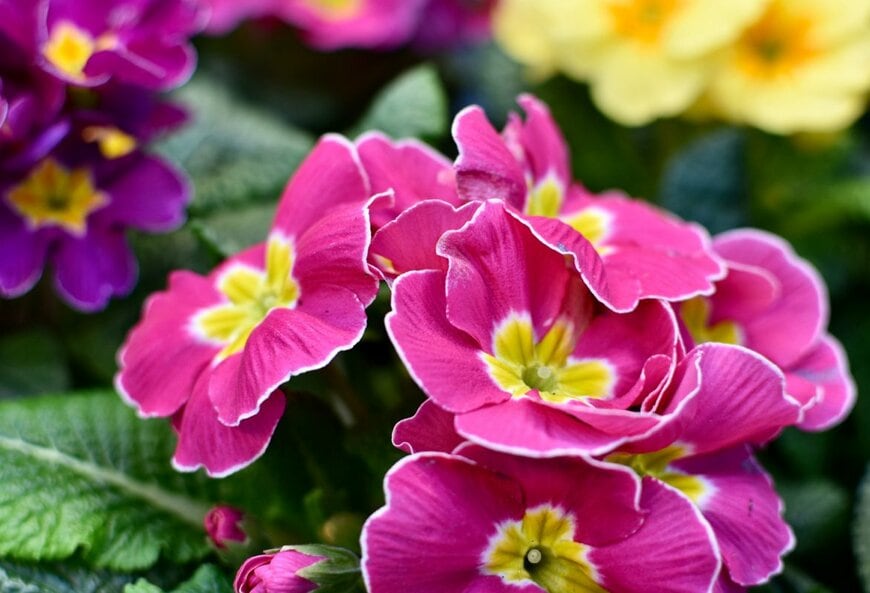 濃いピンク色の花を咲かせている、プリムラ・ジュリアン