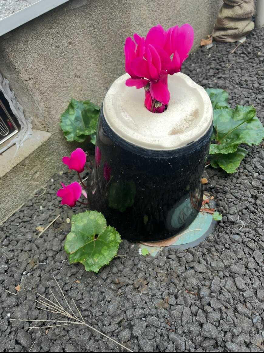 鉢穴から花を咲かせるシクラメン