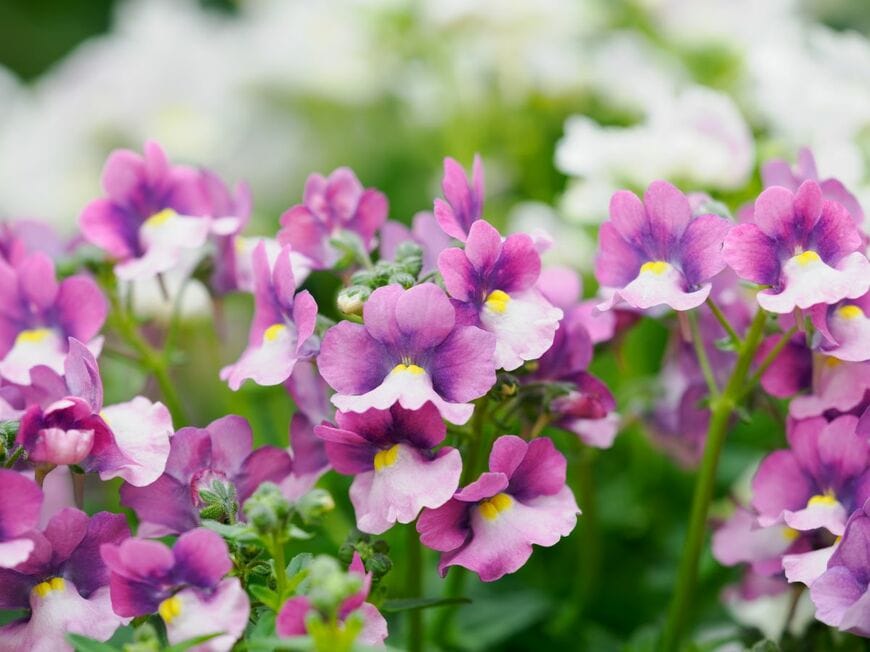 小さな花がかわいらしい宿根ネメシア