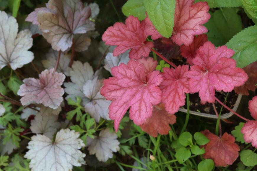 ヒューケラの葉。色は赤、銅色が混じった緑。