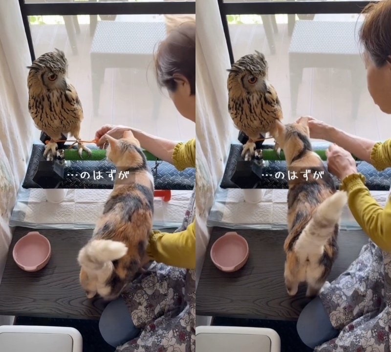 投稿動画のワンシーン