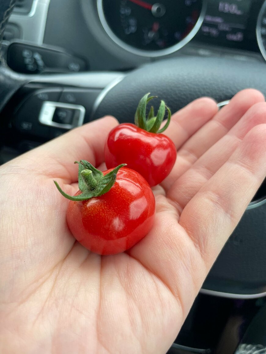 ミニトマトの新品種「プチぷよ」