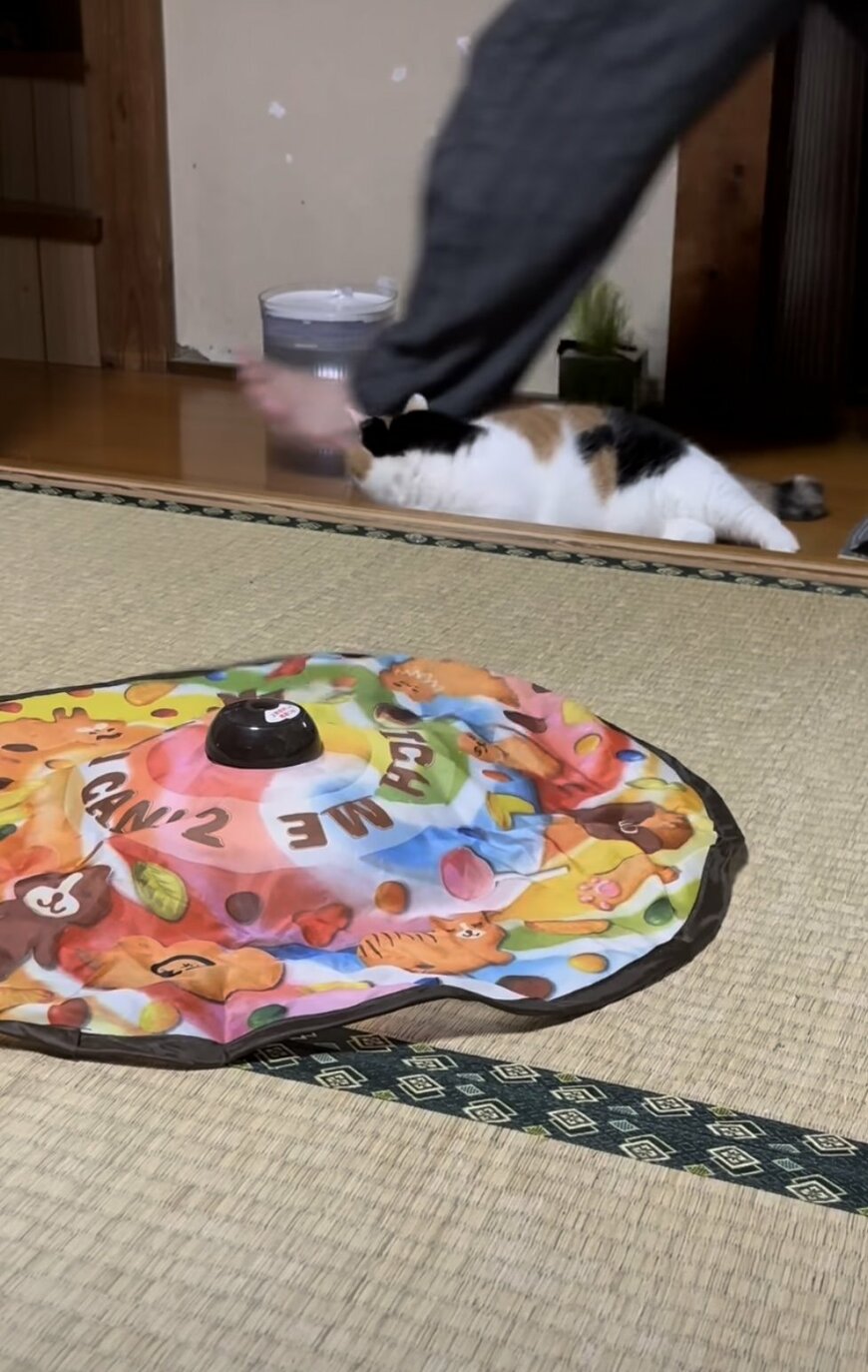 おもちゃよりお父さんが好きな猫