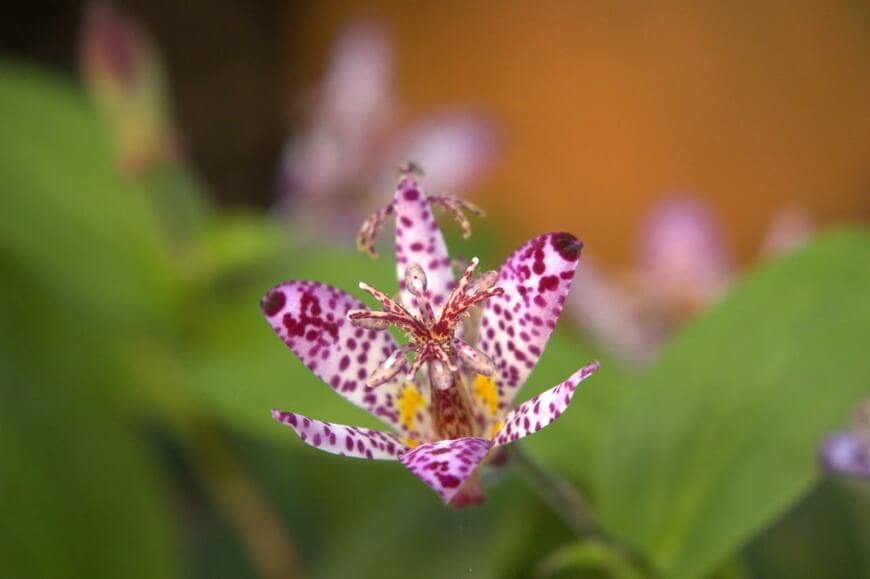 白い花びらに紫色の斑点模様があるユニークな花を咲かせているホトトギス