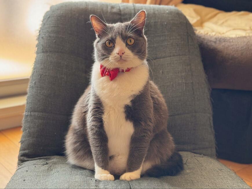 座椅子の上の猫