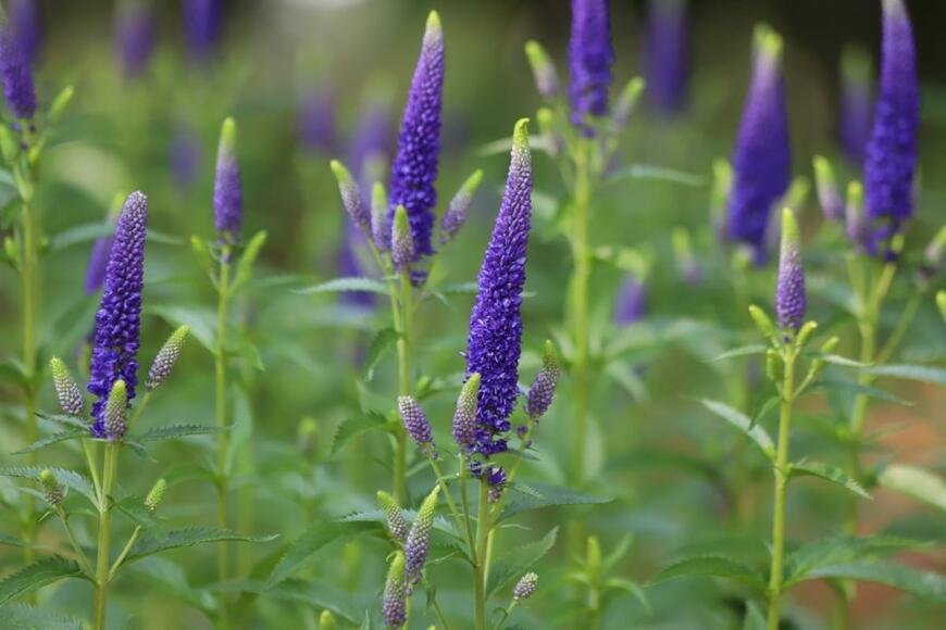 一本づつ凛々しく咲いているベロニカの様子
