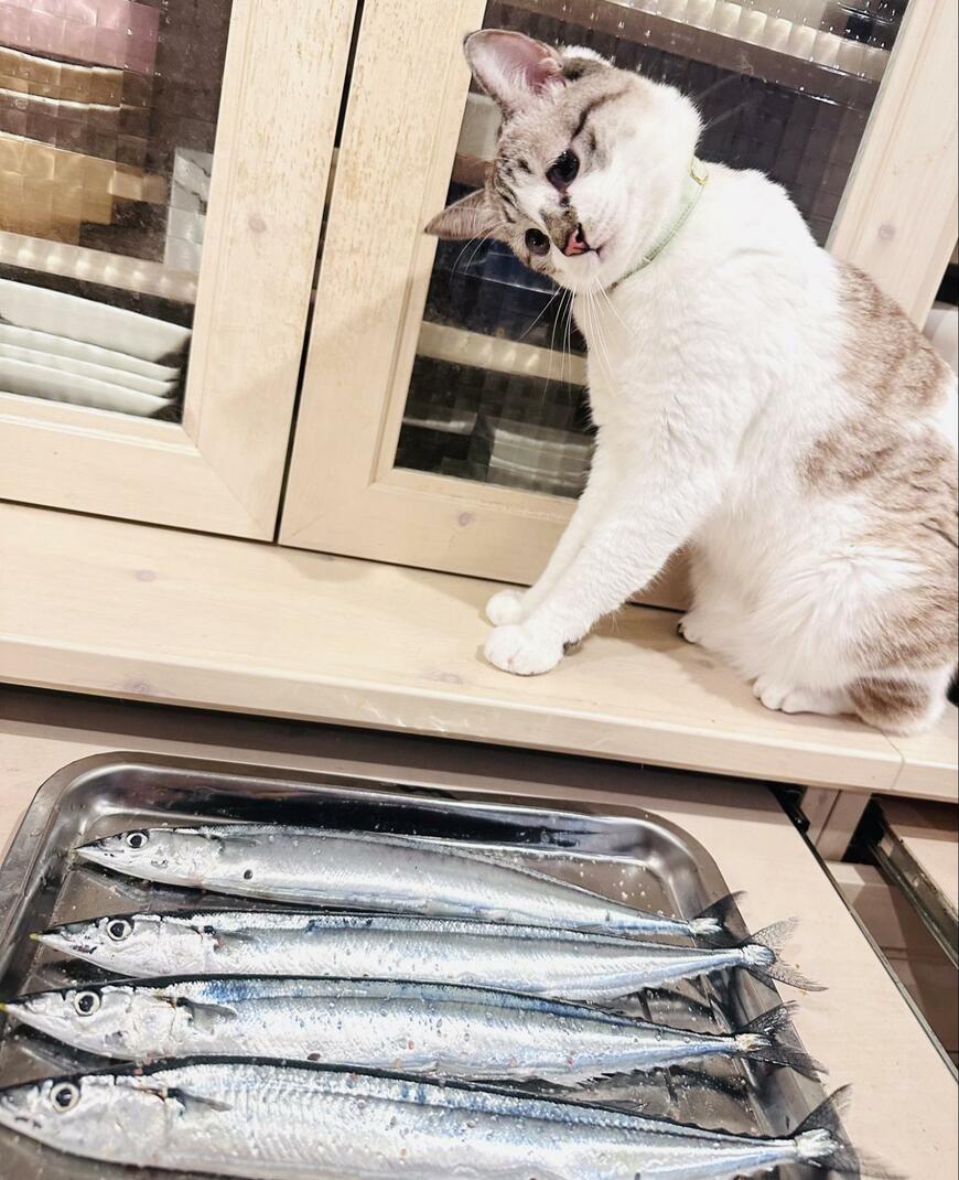 サンマと猫