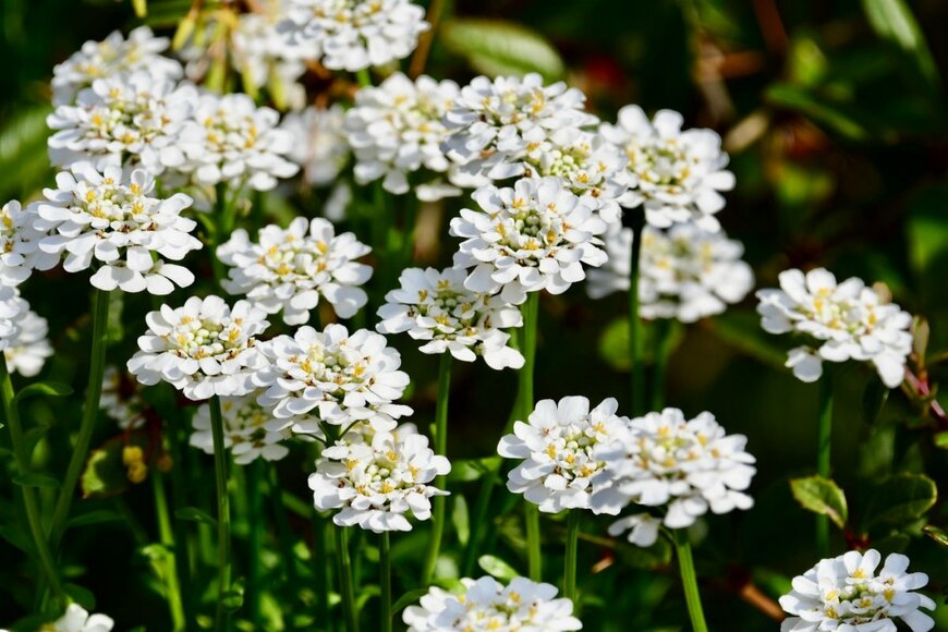 白い花を咲かせているイベリス
