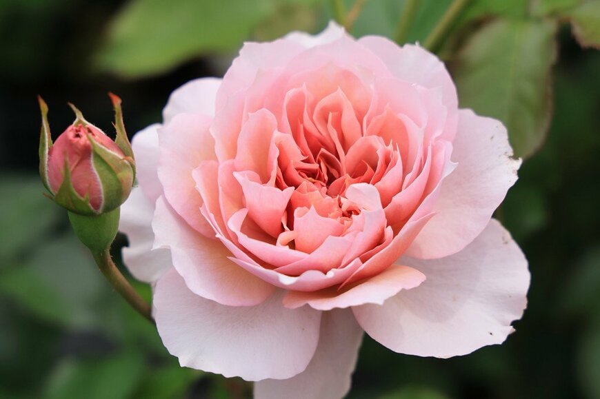 淡いピンクの花を咲かせている、シャーウッド