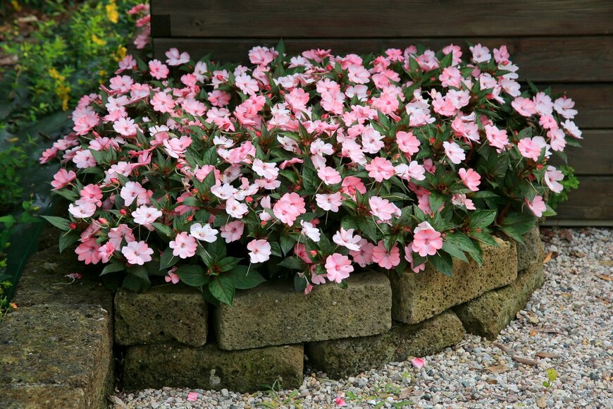 レンガで作られた花壇にこんもりと咲くピンク色のインパチェンス