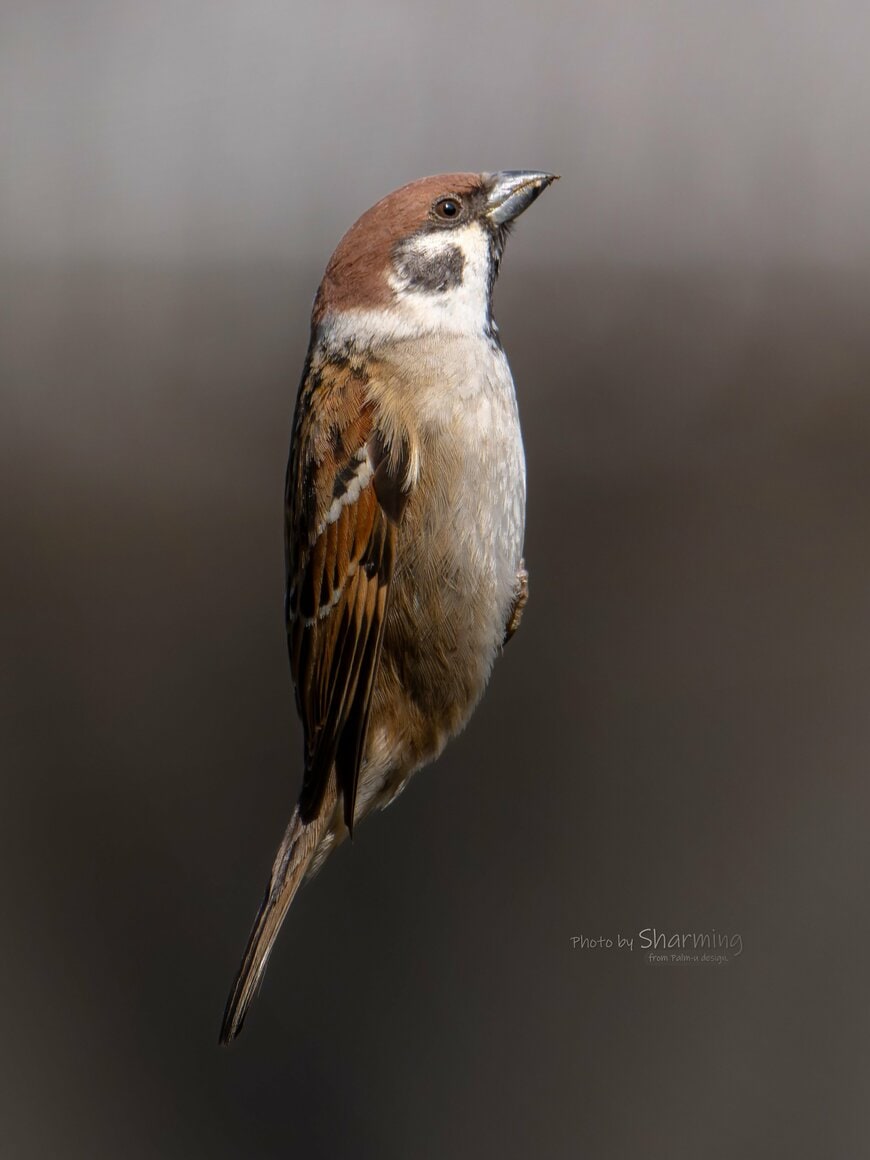 直立不動のスズメ